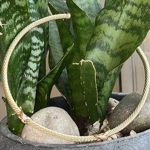 David Yurman 14 karat yellow gold necklace